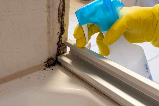 Best Toxic Mold Removal  in Williamsburg, KY