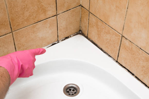 Best Attic Mold Removal  in Williamsburg, KY